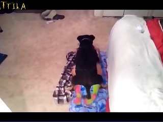 Is Zoo Porn Illegal To Watch And Masturbate