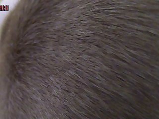 Cat In Heat Zoo Porn