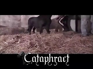 Animal Sex Porn Video Dog With Woman Fuck Few Times