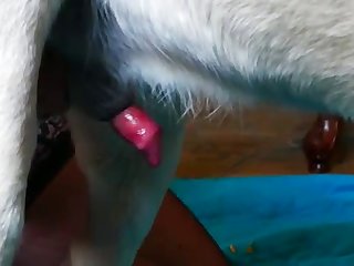 Zoo Amat New 20 Excell Blowjob xxxxx