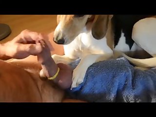 Nami X Dog Porn