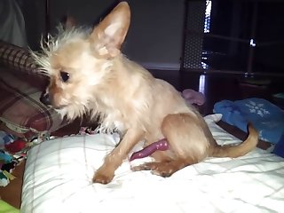 Filme Porno Animal