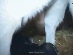 Bitch’s Shepherd Mounted Her With Vengeance
