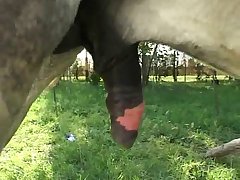 3d Sex With Animal