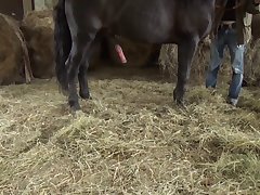 Highest Sex Drive Animal