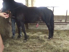 Highest Sex Drive Animal