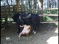 Animal Metaphors For Sex