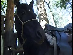 Animal Metaphors For Sex