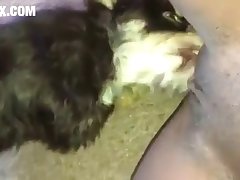 Dog Knot Porn