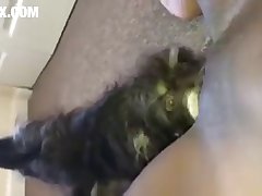 Dog Knot Porn