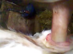 Zoofilia Gay Porn