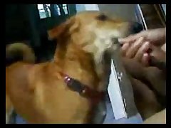 Attila Dog Porn