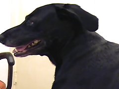 Dog Licking Balls Porn