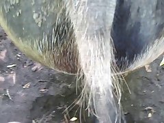 Girl Gives Dog Blowjob Porn