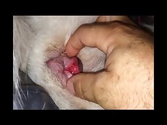 Animal Sex Guy