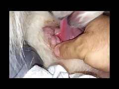 Animal Sex Guy
