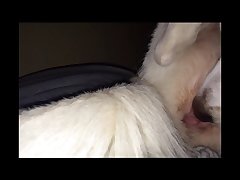 Animal Sex Guy