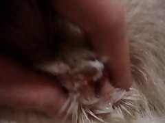 Girl Licks Dog Pussy Porn
