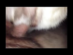 Pregnant Animal Sex