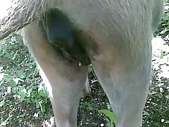 Zoofilia Videos 2024