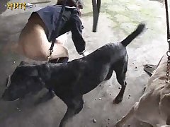 Horse Cock Porn Anime