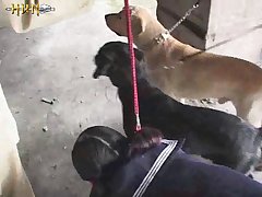 Horse Cock Porn Anime