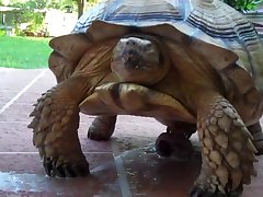 Www Animal Sex Com