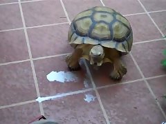 Www Animal Sex Com