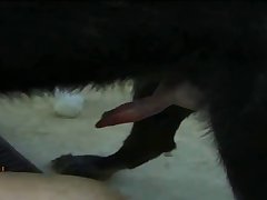 Man Has Sex With Horse Porn