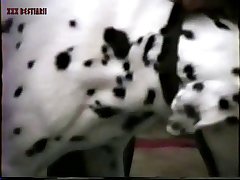 Dog Slut Porn