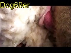 Los Mejores Videos De Zoofilia