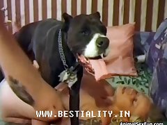 Porn Horse Sex
