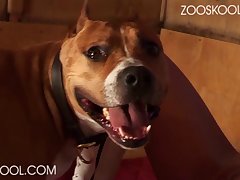 Is Zoo Porn Legal