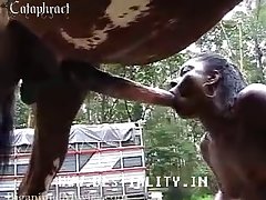 Swinger Dog Porn