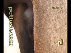Horse And Dragon Porn