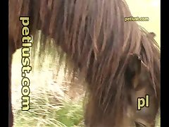 Horse And Dragon Porn