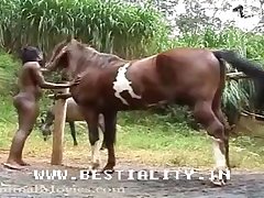 Zoofilia Vaca Xxx