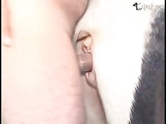 Dog Licks Big Ass Porn
