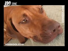 Big Female Dog Porn