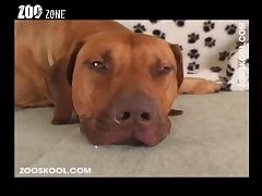 Big Female Dog Porn