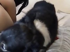 Guy Fuck Horse Porn