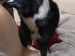 Guy Fuck Horse Porn