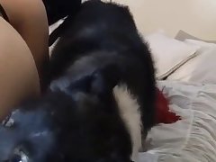 Guy Fuck Horse Porn