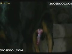 Dog Sucks Guy Porn