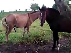 Gay Horse And Donkey