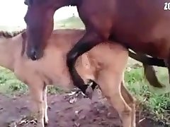 Gay Horse And Donkey