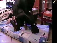 Porn Videos Zoo