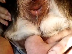 Horse Orgy Porn