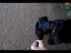 Horse Dick In Pussy Porn