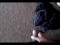 Horse Dick In Pussy Porn